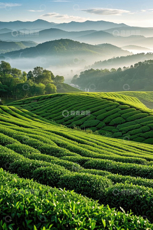 山间梯田状茶园风景