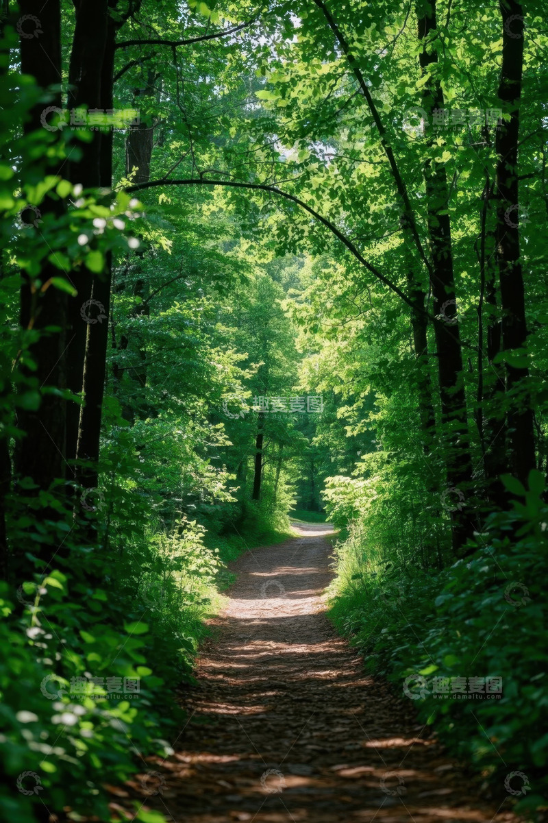 高清大图下载【趣麦麦图】林间小道自然风光
