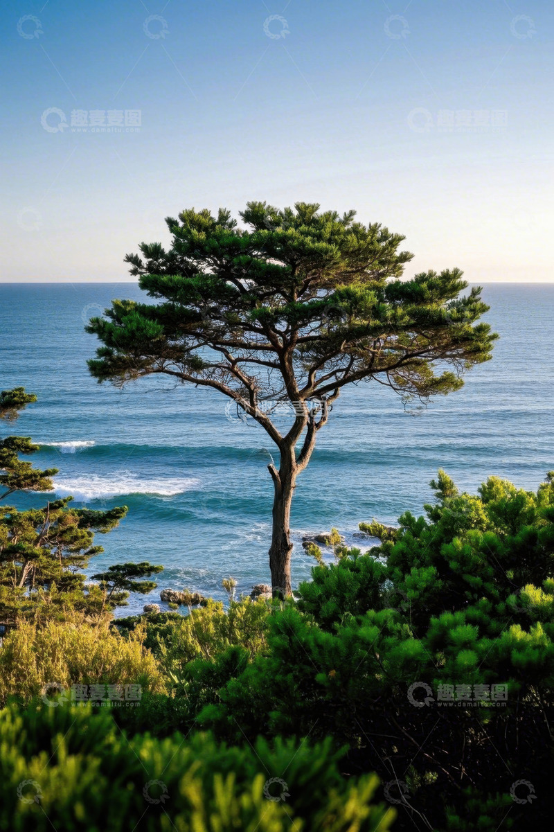 高清大图下载【趣麦麦图】海边松树自然景观