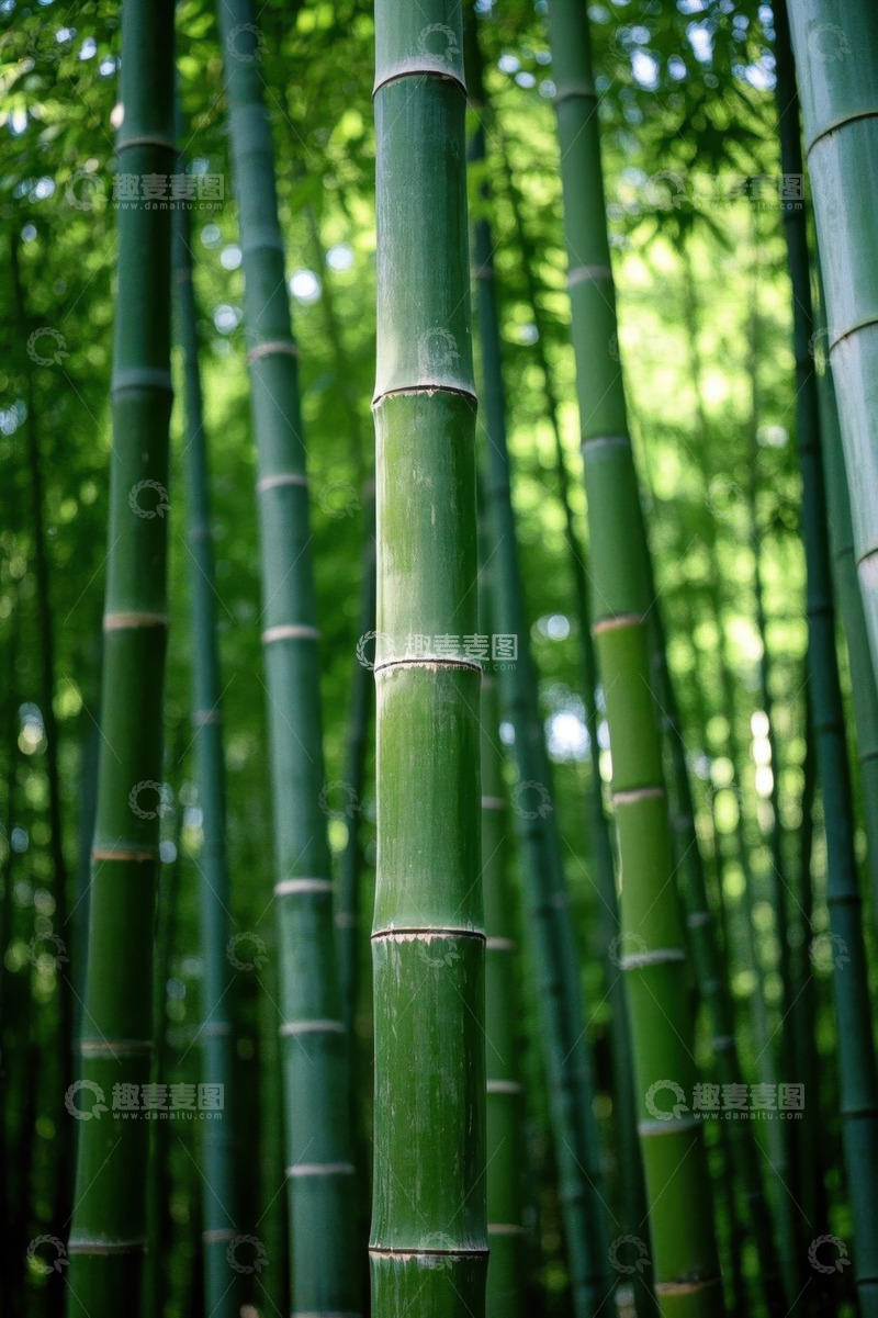 高清大图下载【趣麦麦图】翠绿竹林自然景观
