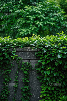 长满绿植的石墙特写