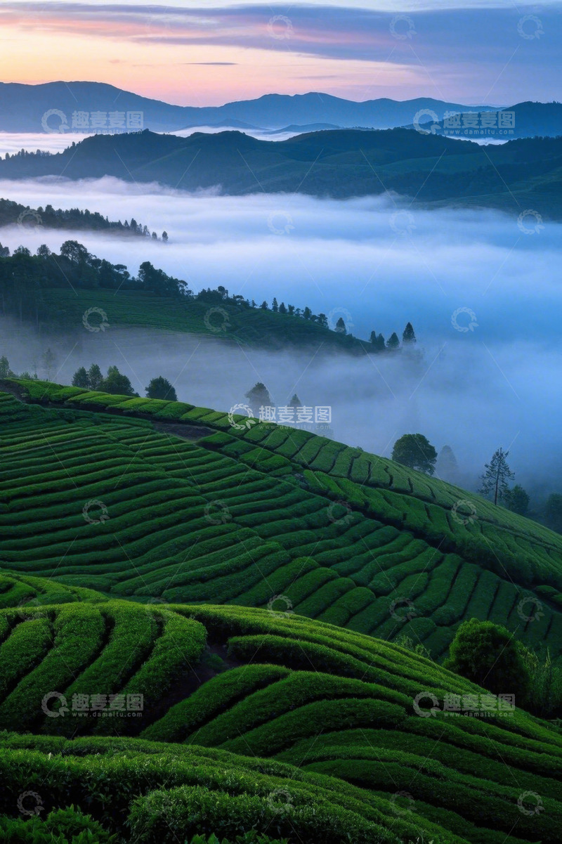 高清大图下载【趣麦麦图】山间茶园晨雾美景