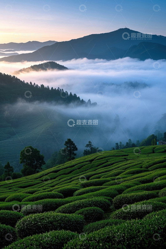山间茶园云海日出美景