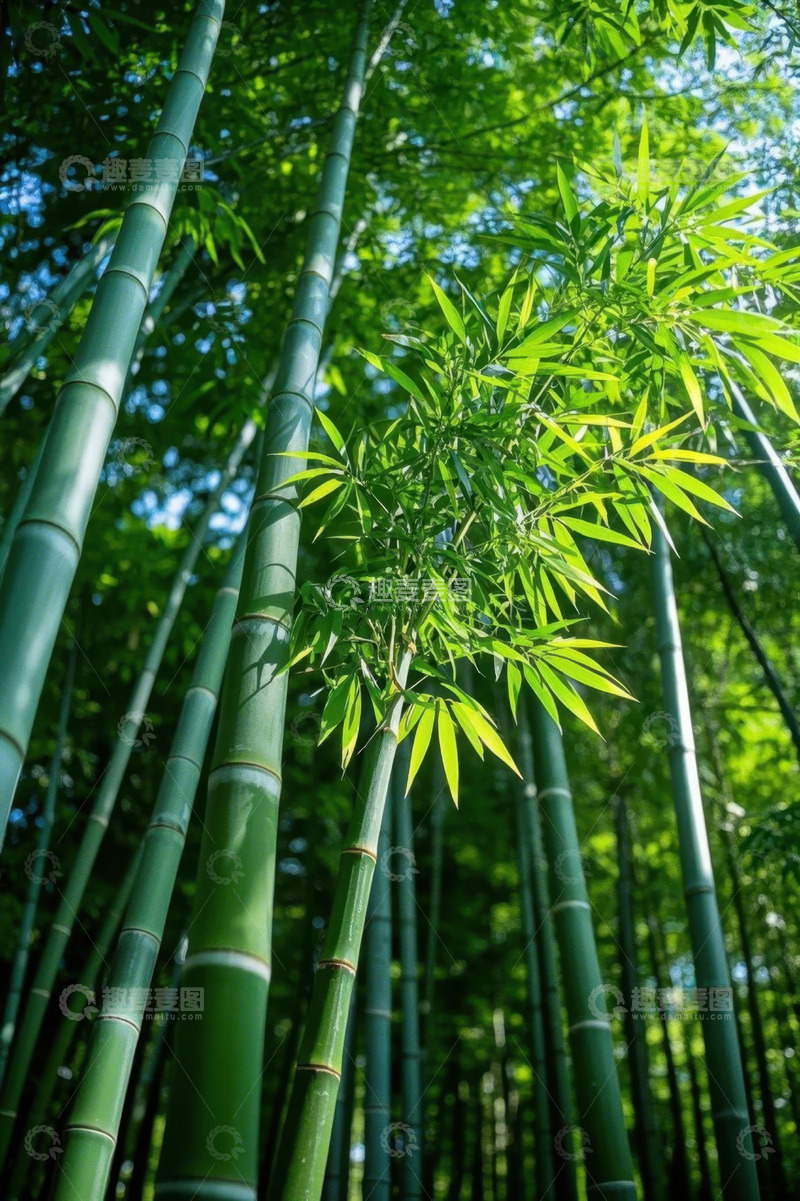 高清大图下载【趣麦麦图】茂密竹林绿意盎然