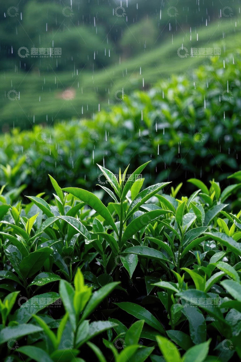 高清大图下载【趣麦麦图】雨中茶园茶叶特写