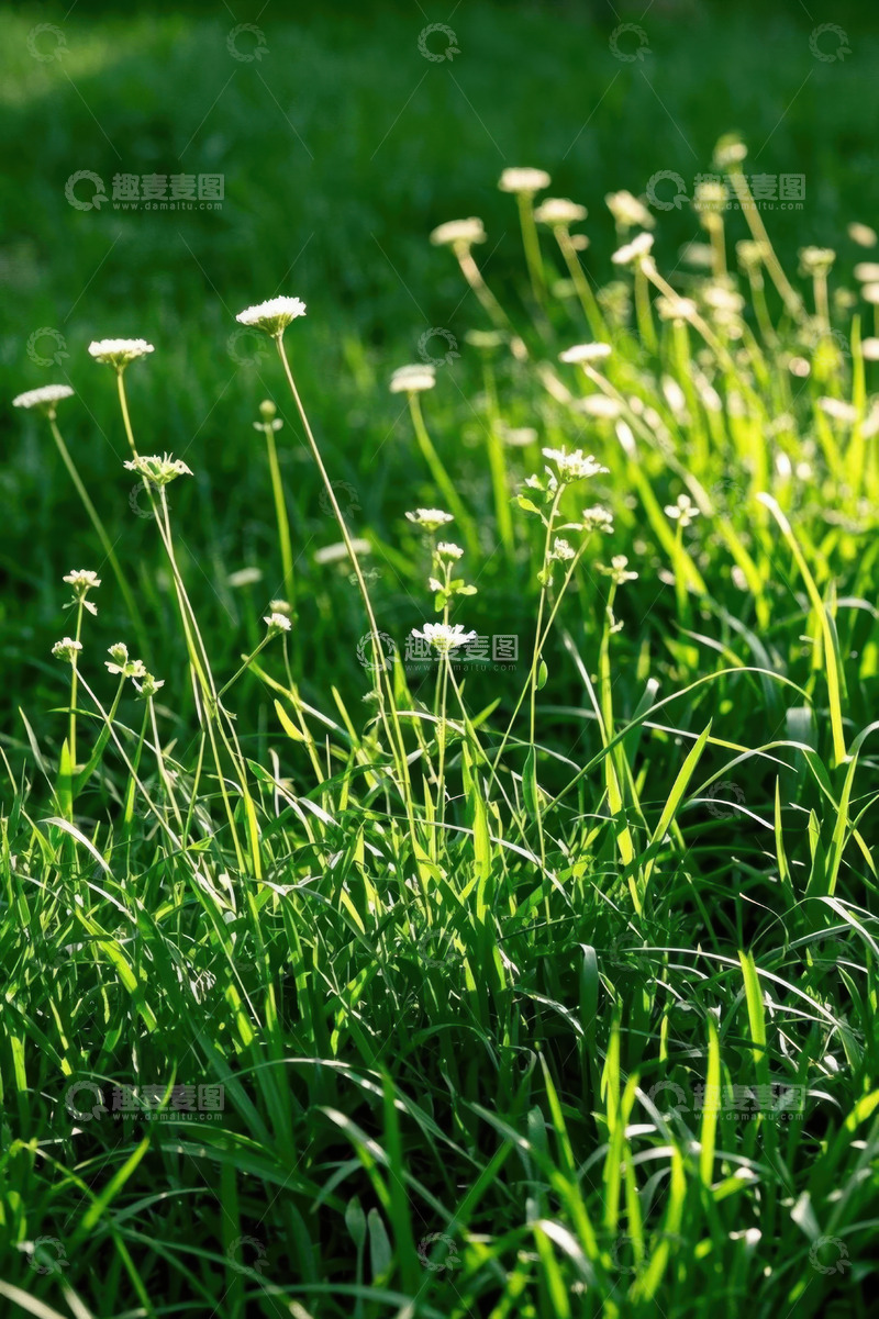高清大图下载【趣麦麦图】阳光下的草地与白色小花