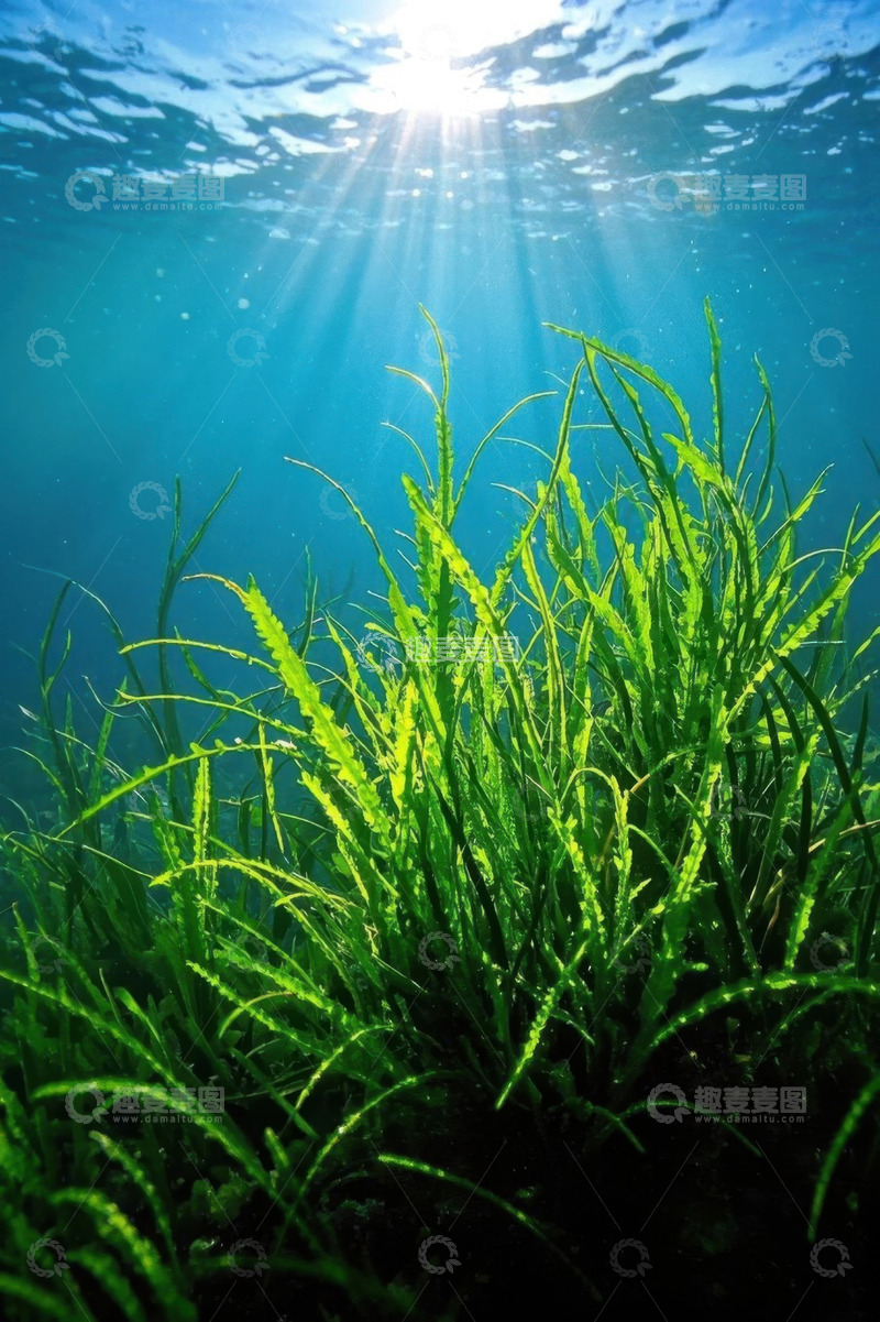 高清大图下载【趣麦麦图】水下阳光照射绿色水草景象