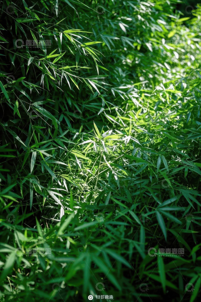 高清大图下载【趣麦麦图】阳光下的翠绿竹叶