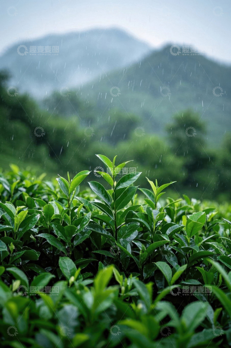 高清大图下载【趣麦麦图】雨中茶园近景