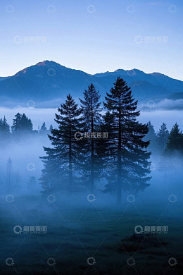 山间晨雾中的挺拔松树