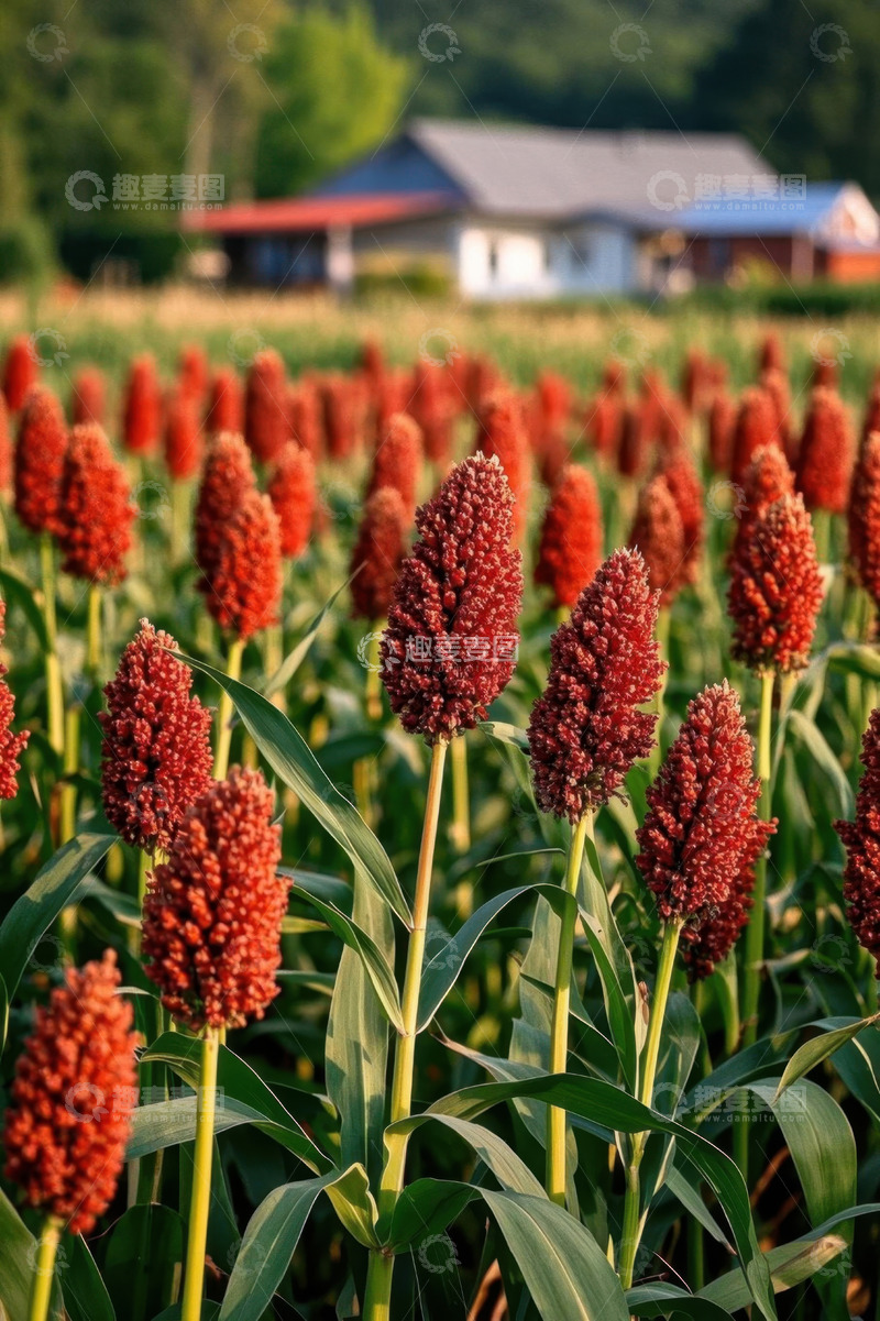 高清大图下载【趣麦麦图】田野中生长的红色高粱