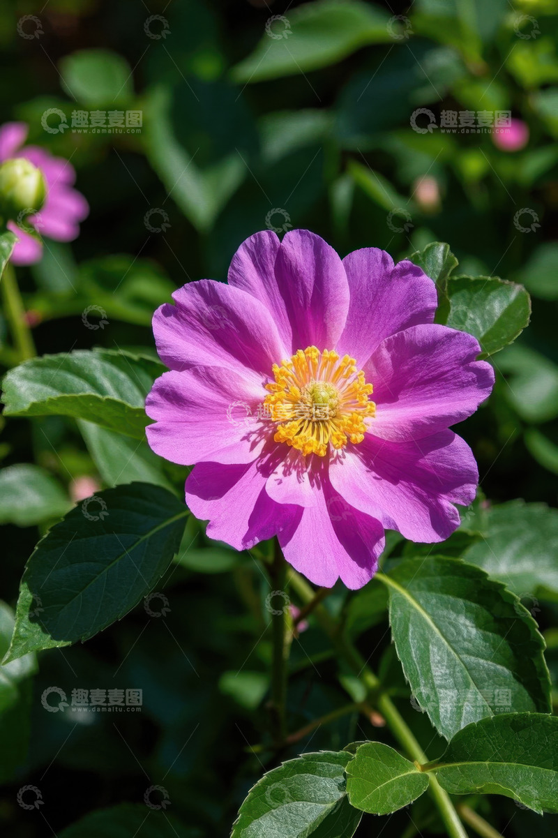 高清大图下载【趣麦麦图】特写紫色花卉与绿叶