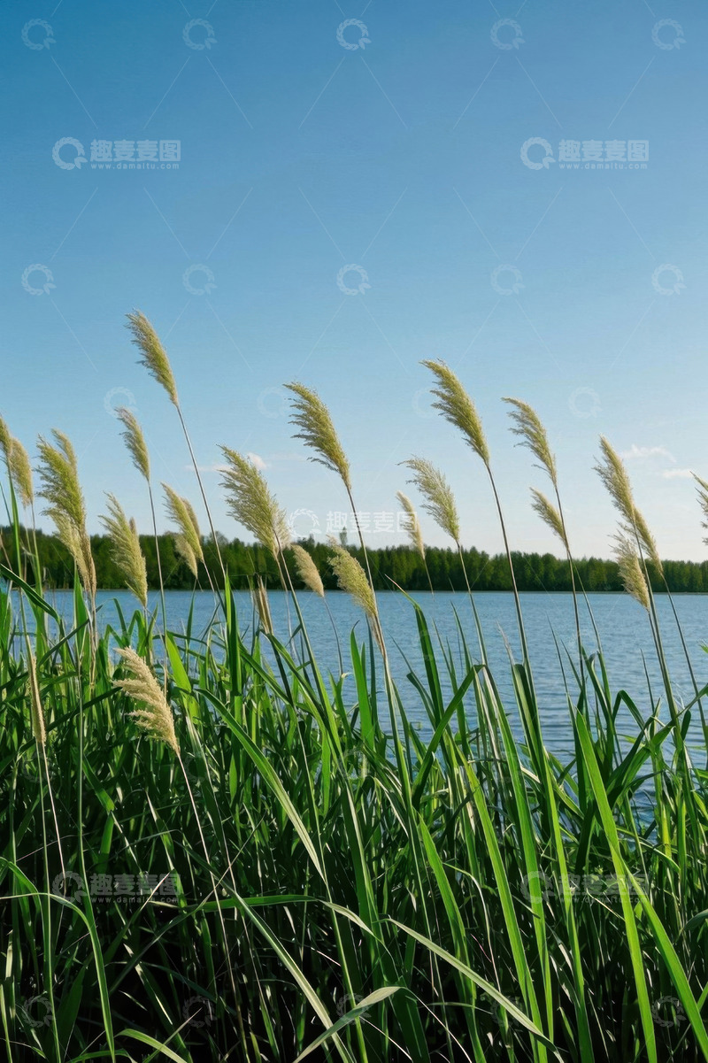 高清大图下载【趣麦麦图】湖畔芦苇与蓝天自然风光