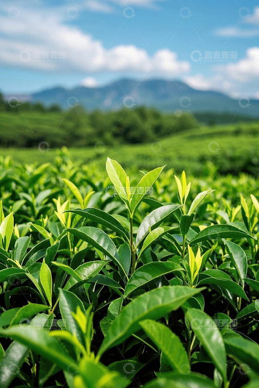 茶园自然风光近景