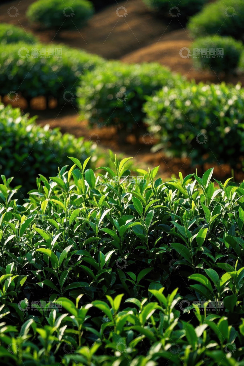 高清大图下载【趣麦麦图】茶园绿色茶树自然风光