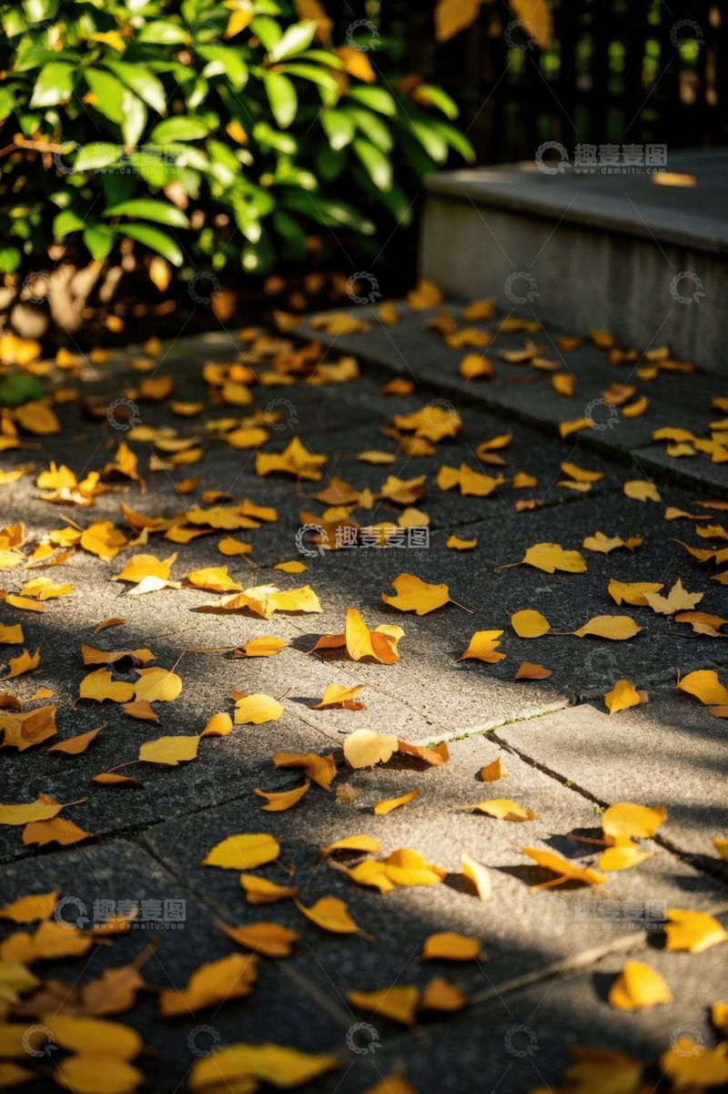 高清大图下载【趣麦麦图】地面散落的秋日黄色落叶