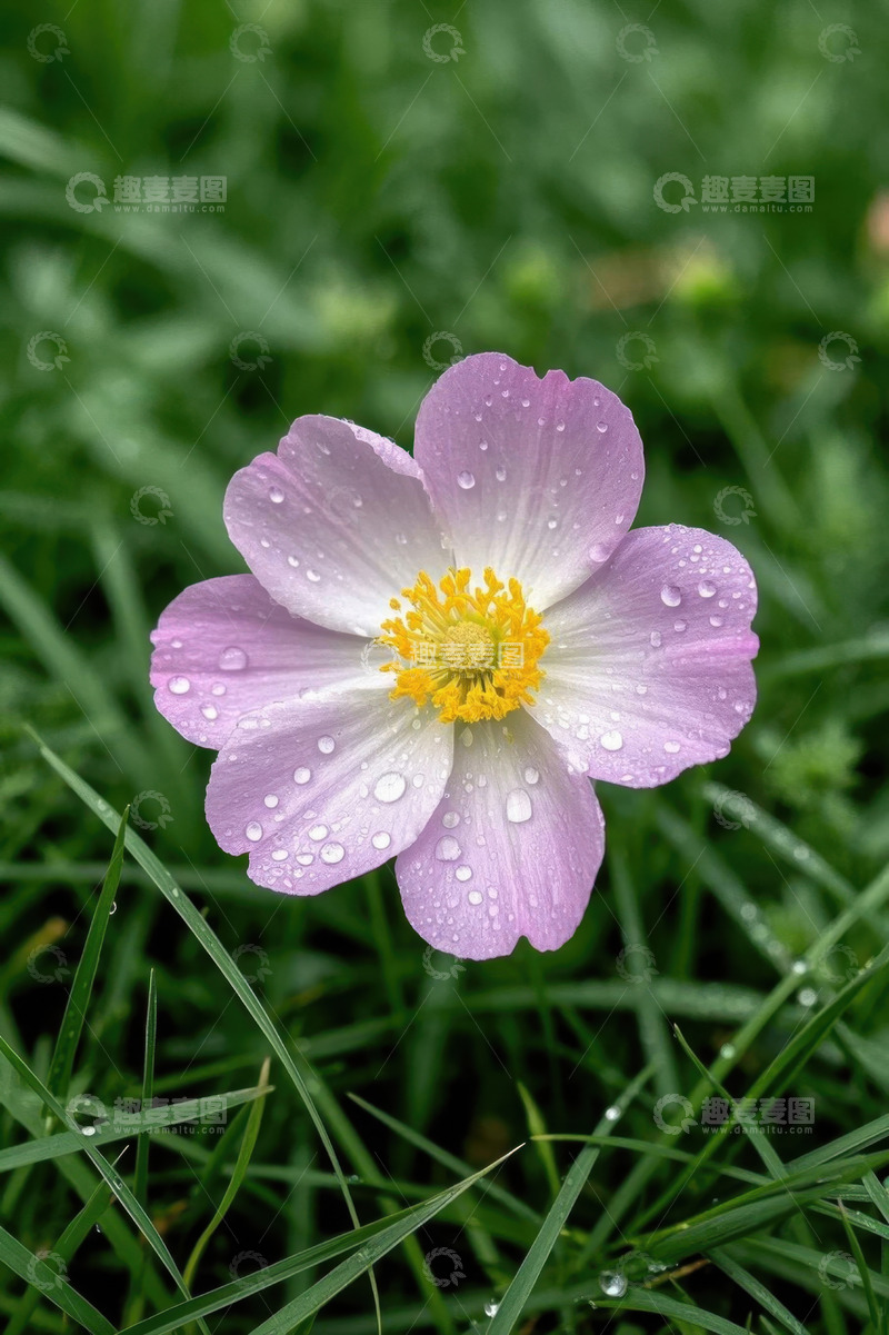 高清大图下载【趣麦麦图】带水珠的紫色花朵特写