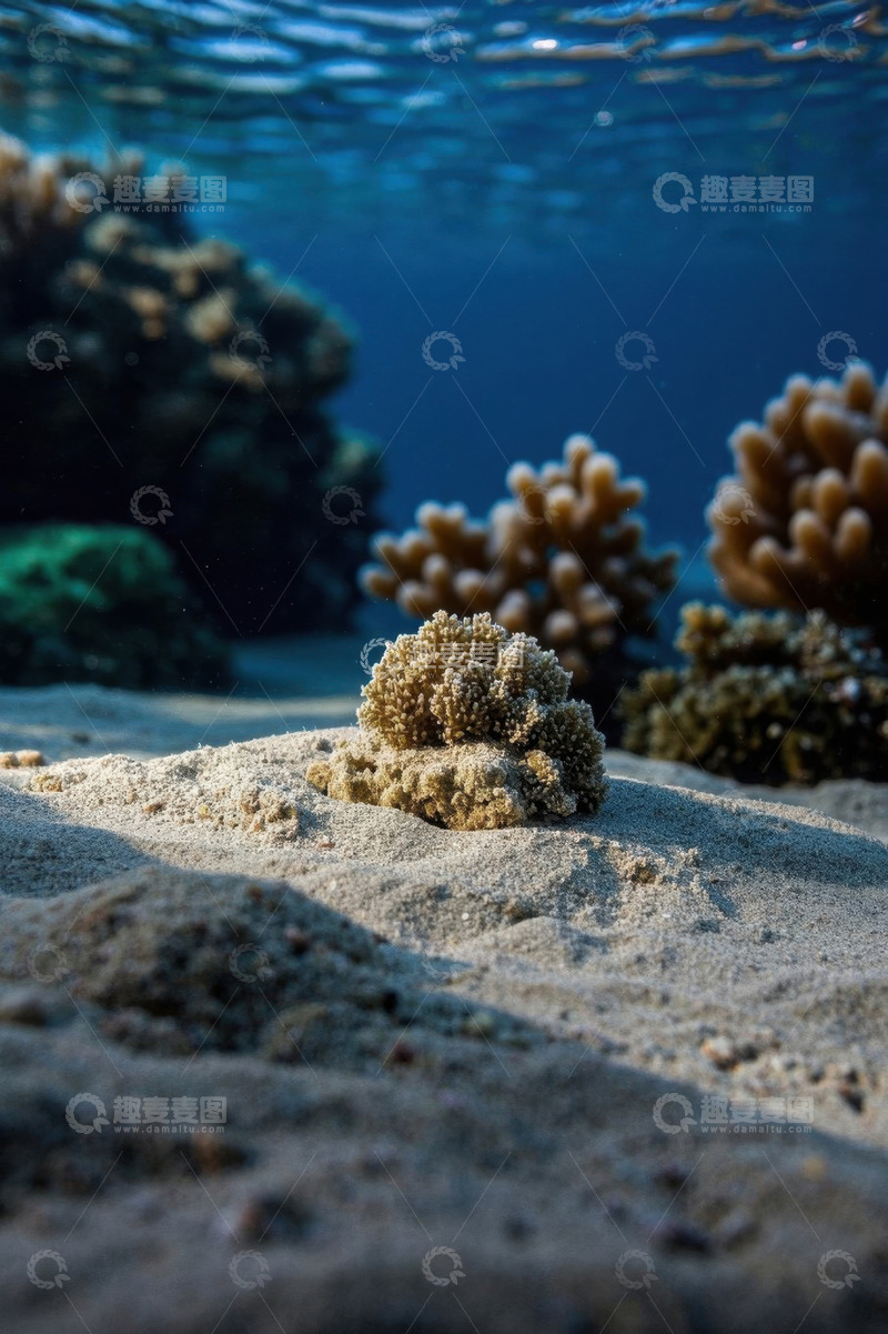 高清大图下载【趣麦麦图】海底珊瑚与沙的自然景观