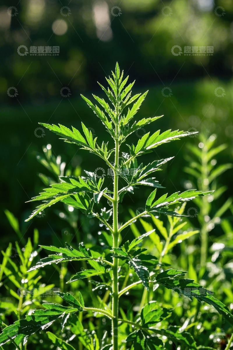 高清大图下载【趣麦麦图】阳光下的绿色植物特写