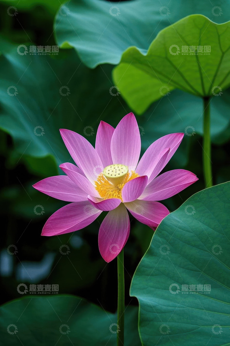 高清大图下载【趣麦麦图】特写粉色荷花与荷叶