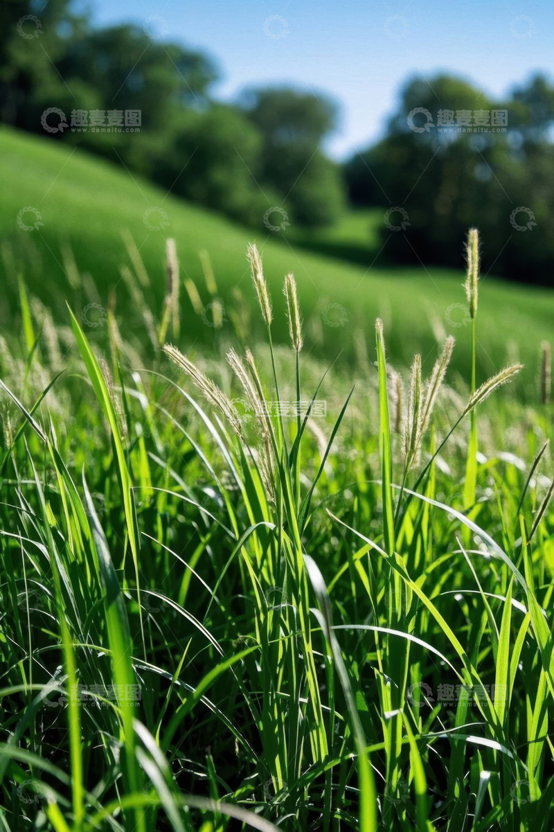 高清大图下载【趣麦麦图】户外绿色草地自然风光