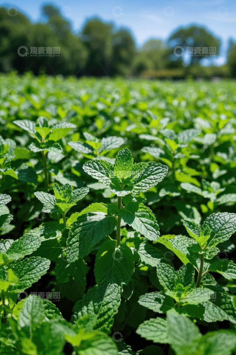 高清大图下载【趣麦麦图】户外生长的新鲜薄荷植物
