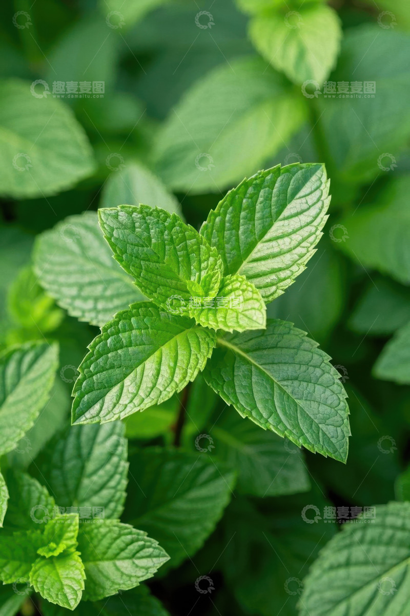 高清大图下载【趣麦麦图】特写新鲜薄荷叶
