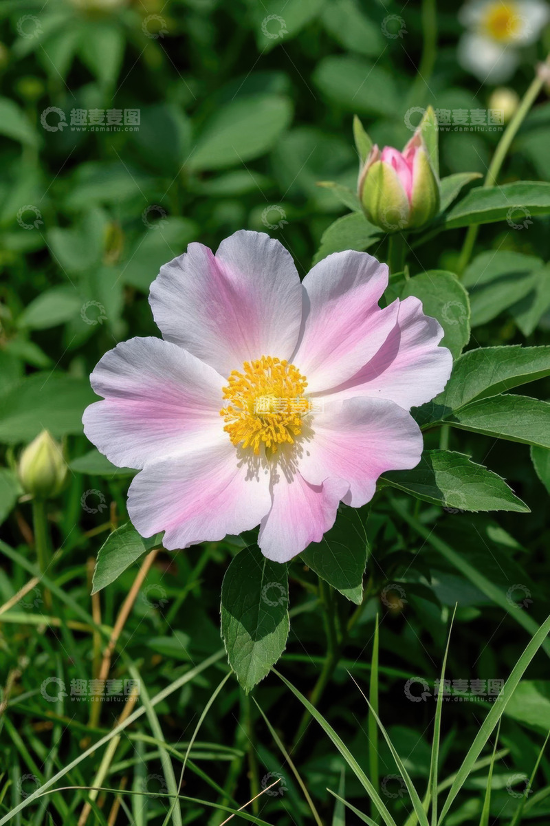 高清大图下载【趣麦麦图】粉色花朵特写绿植背景