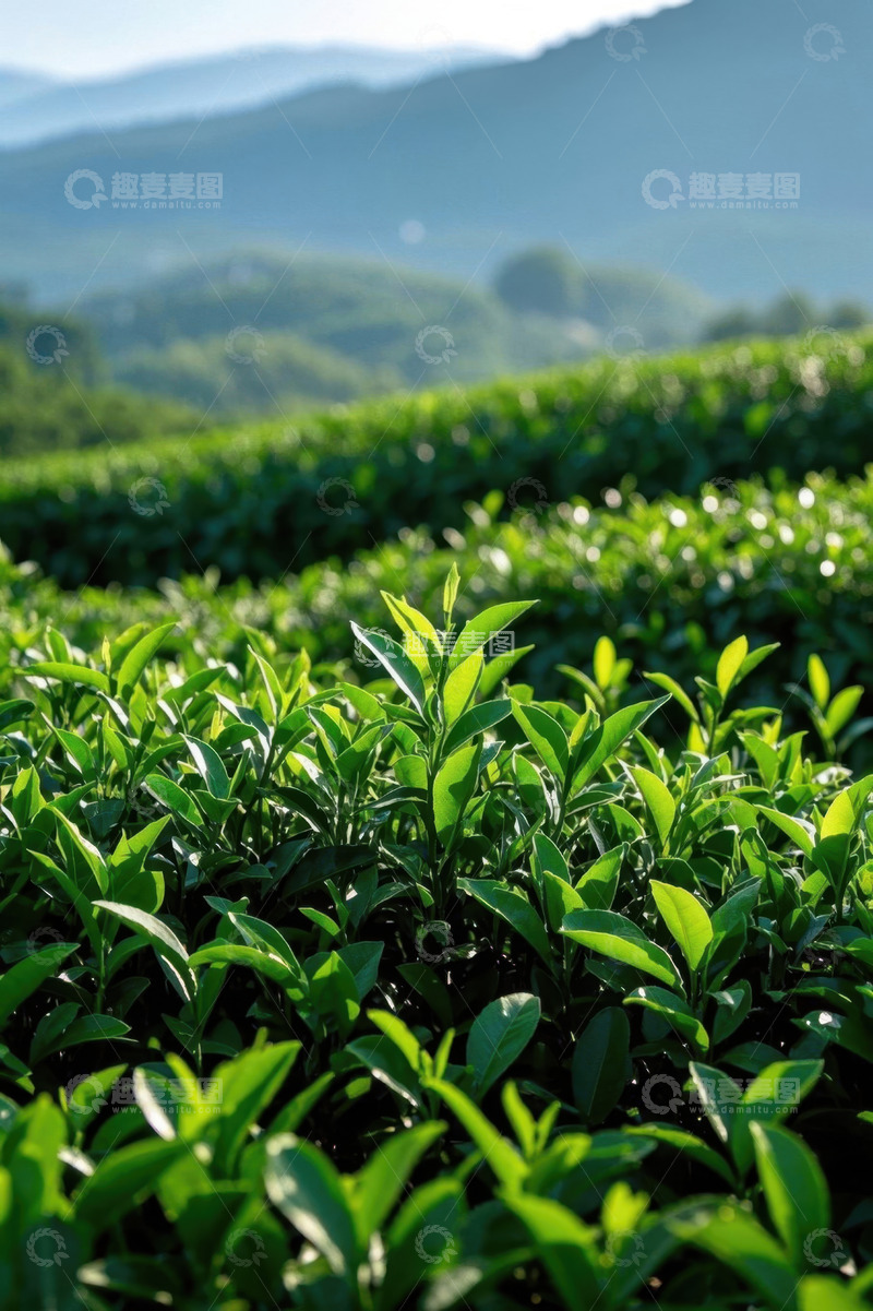 高清大图下载【趣麦麦图】绿色茶园自然风光