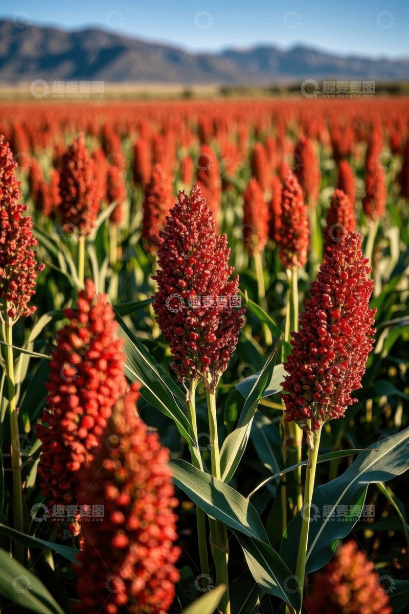 高清大图下载【趣麦麦图】红高粱田野风光