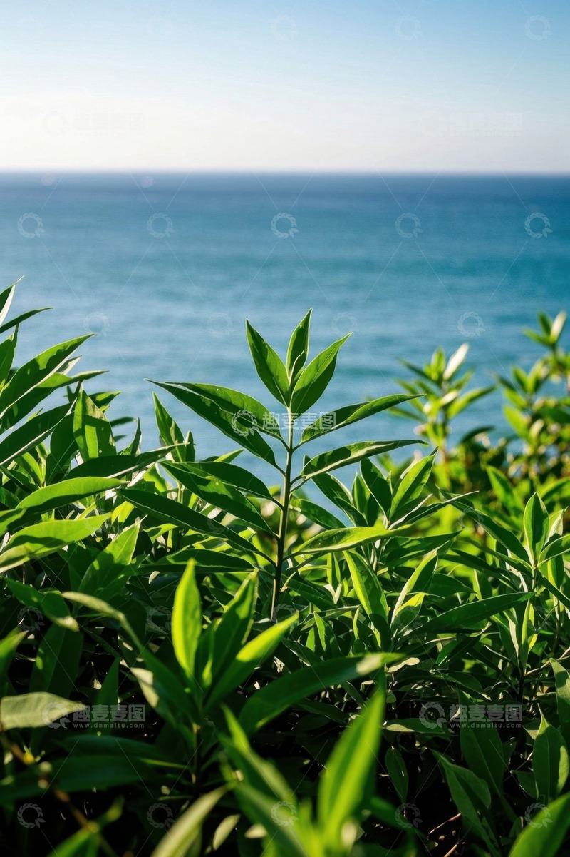 高清大图下载【趣麦麦图】海边绿植与蓝色海洋景观