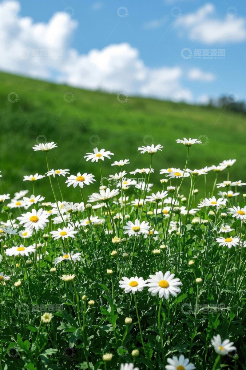 高清大图下载【趣麦麦图】草地上盛开的白色雏菊
