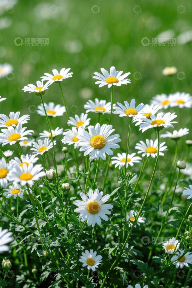 高清大图下载【趣麦麦图】盛开的白色雏菊绿植图片