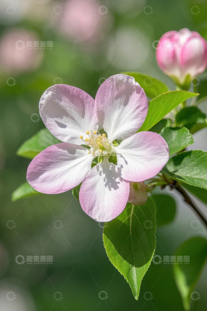 高清大图下载【趣麦麦图】特写粉色苹果花与绿叶