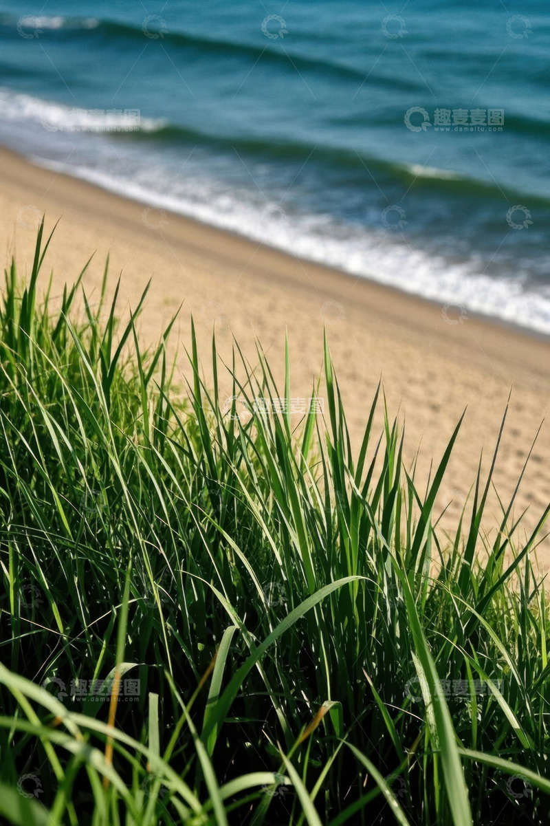 高清大图下载【趣麦麦图】海滩边摇曳的绿色草丛与海浪