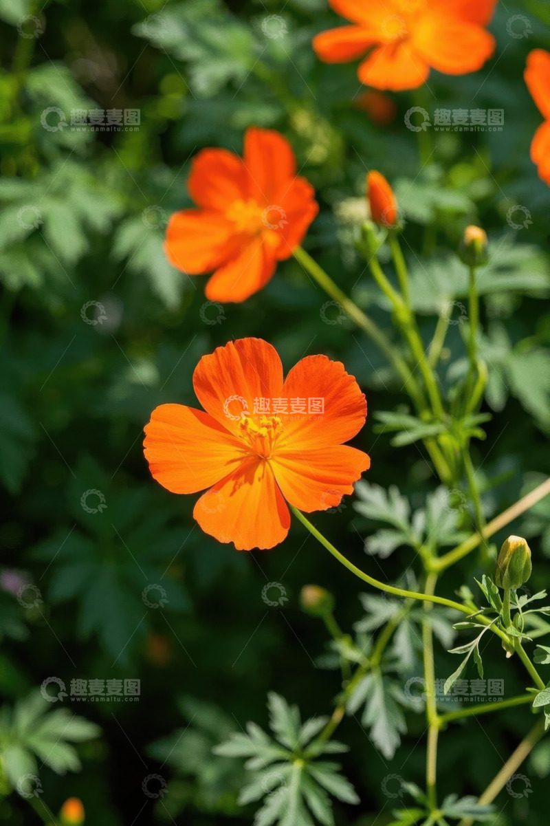 高清大图下载【趣麦麦图】橙色花朵特写