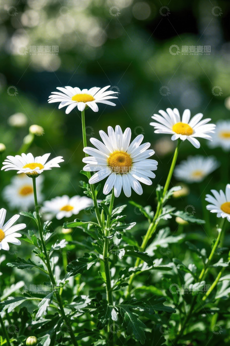 高清大图下载【趣麦麦图】阳光下绽放的白色雏菊
