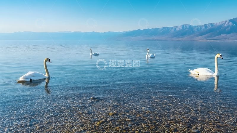 高清大图下载【趣麦麦图】宁静湖面天鹅游