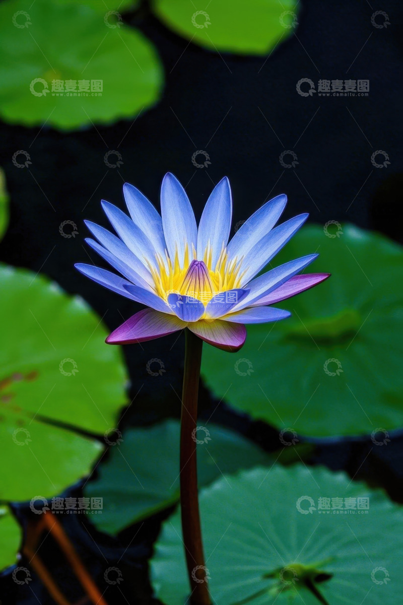 高清大图下载【趣麦麦图】蓝紫色睡莲与荷叶特写