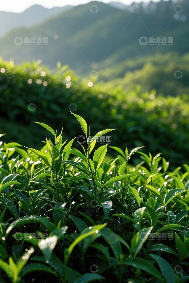 高清大图下载【趣麦麦图】阳光下的茶园与鲜嫩茶叶