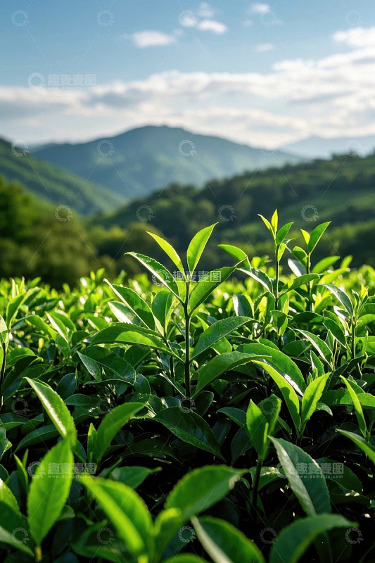 茶园自然风光近景