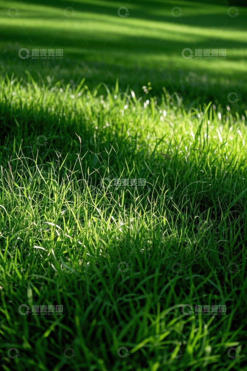 高清大图下载【趣麦麦图】阳光下的绿色草坪