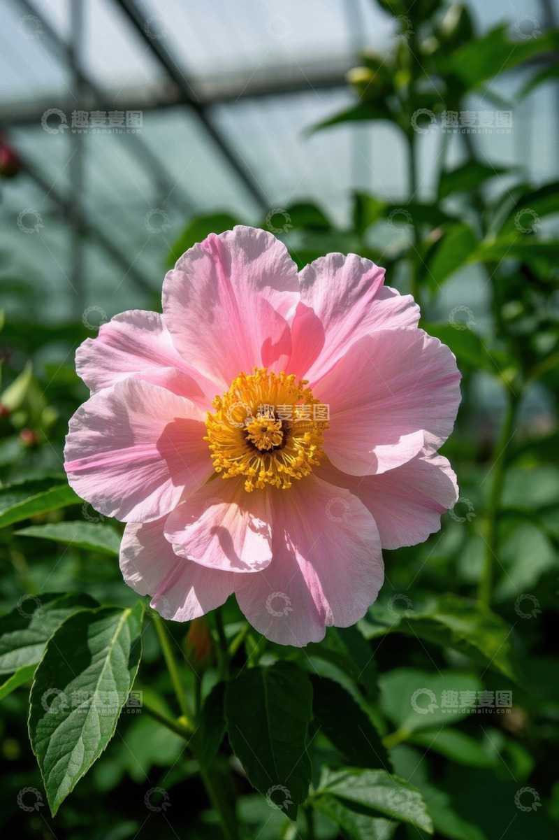 高清大图下载【趣麦麦图】温室中的粉色花卉特写