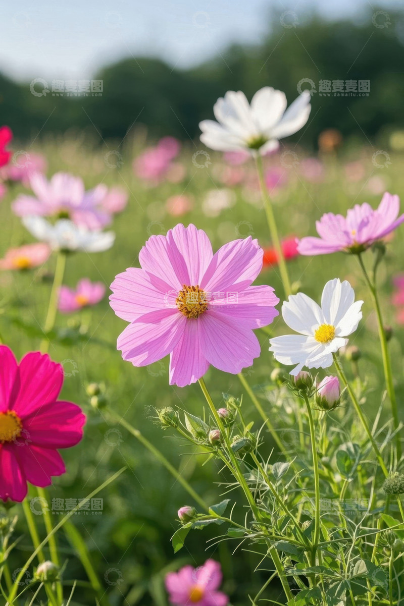 高清大图下载【趣麦麦图】野外盛开的多彩格桑花