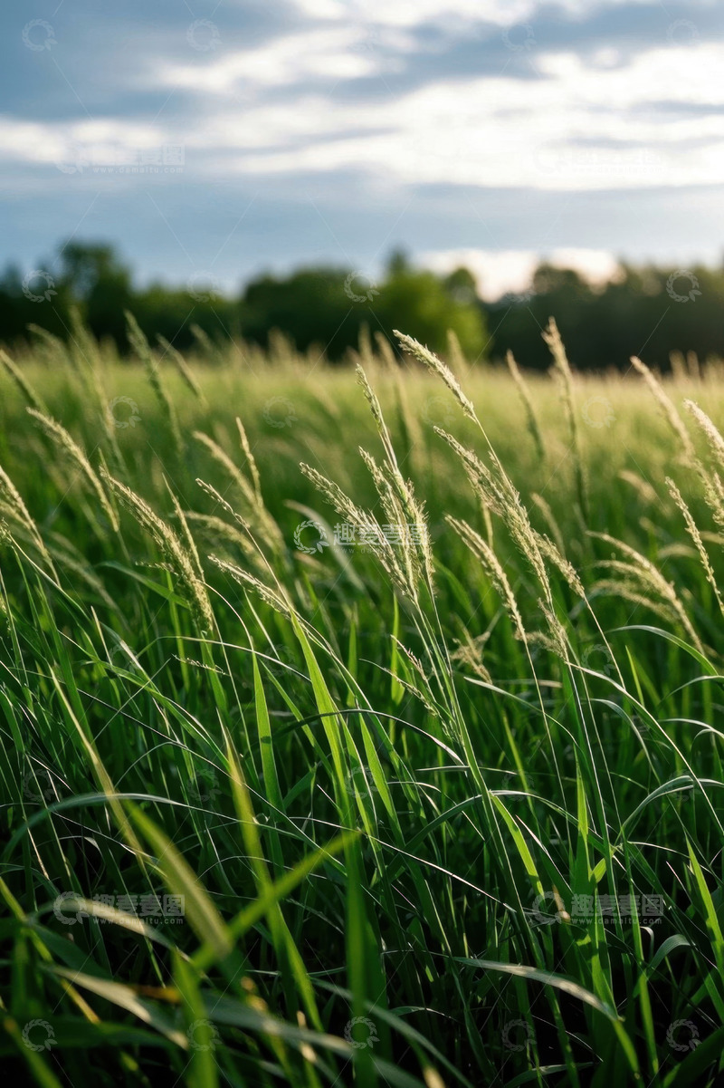 高清大图下载【趣麦麦图】户外草地自然风光