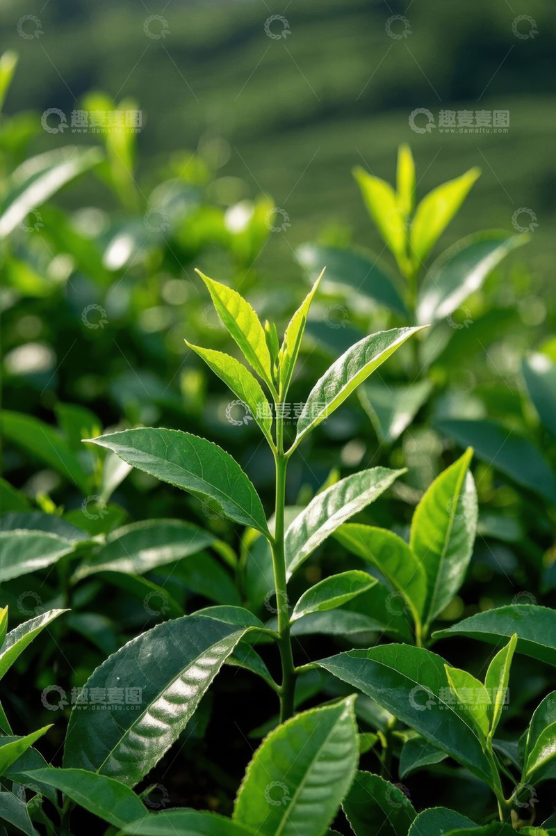 高清大图下载【趣麦麦图】嫩绿茶叶特写