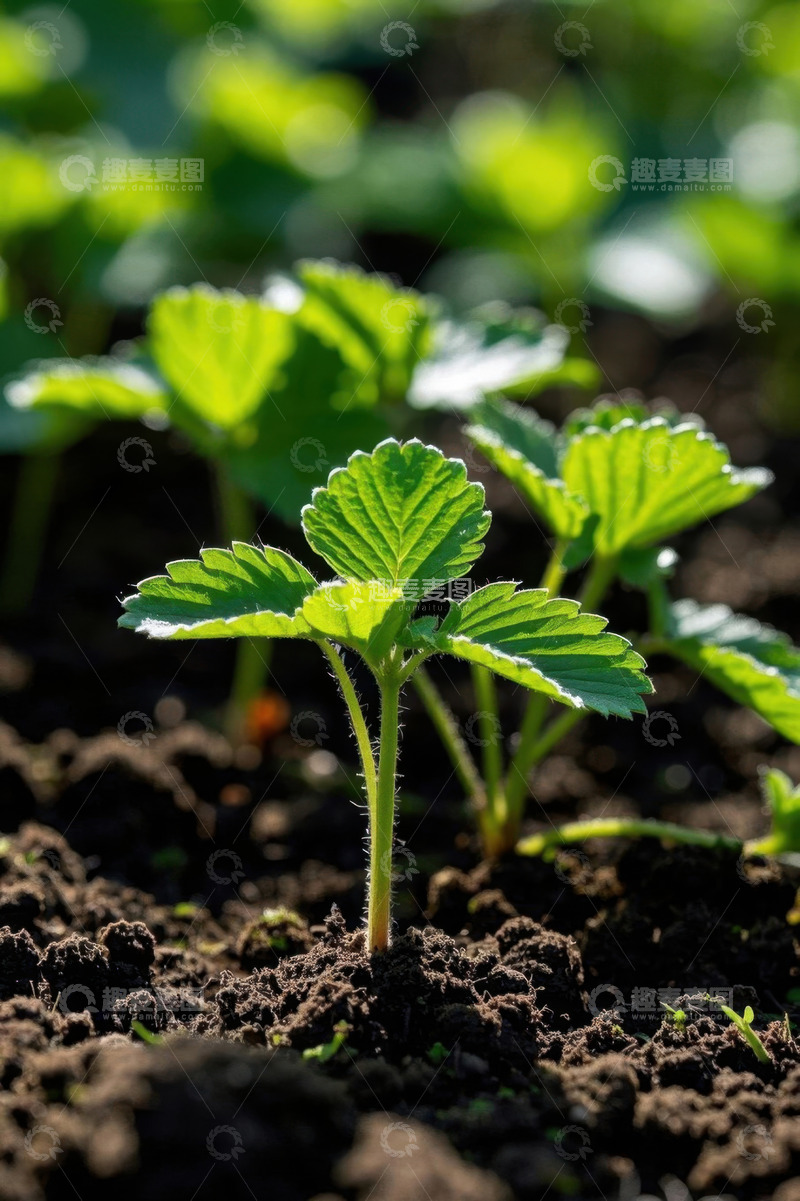高清大图下载【趣麦麦图】草莓幼苗生长特写