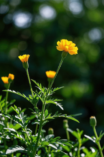黄色花朵绿植特写
