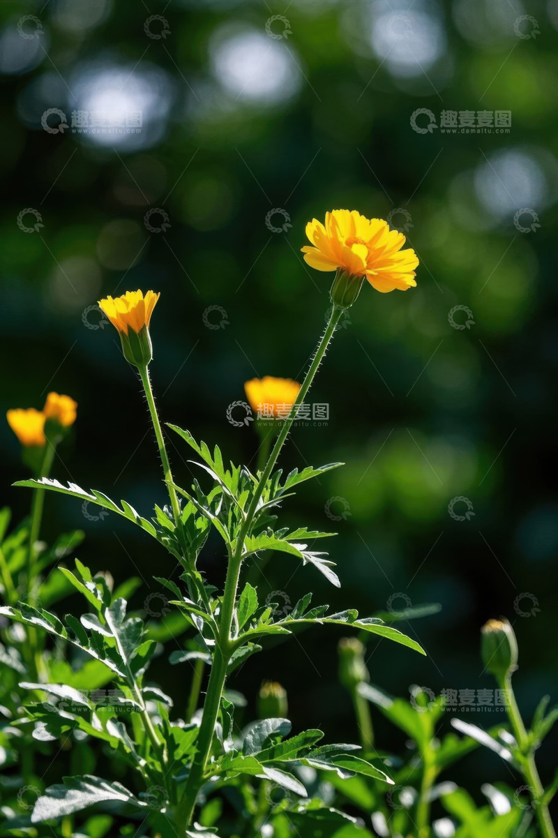 高清大图下载【趣麦麦图】黄色花朵绿植特写