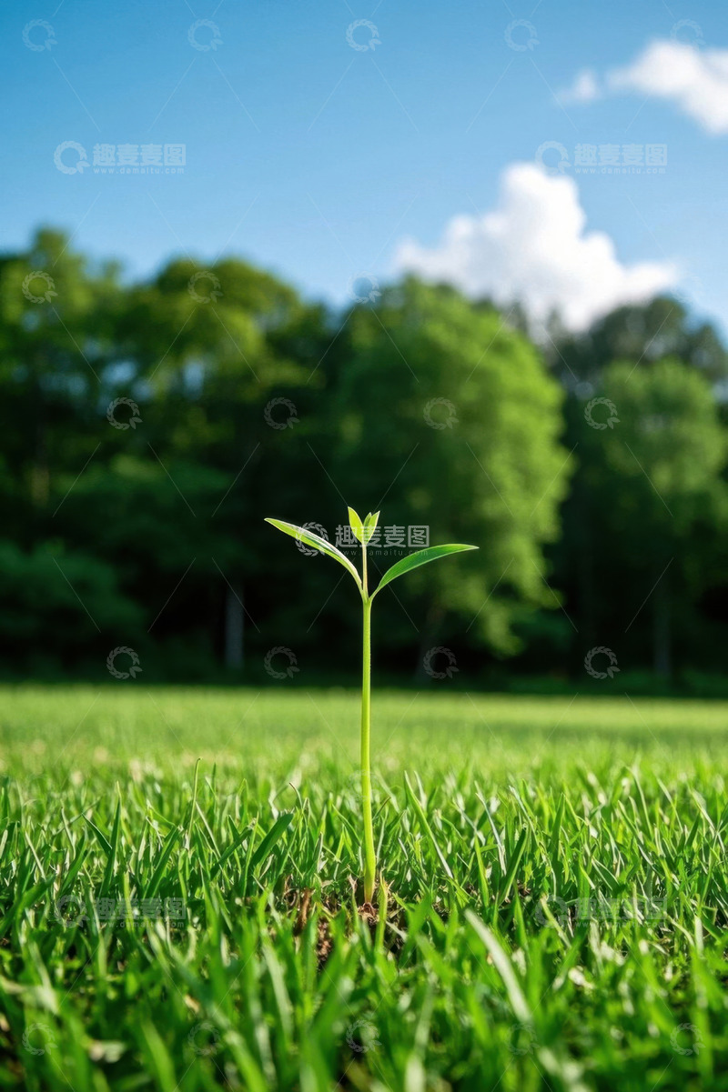 高清大图下载【趣麦麦图】草地上茁壮成长的嫩绿幼苗